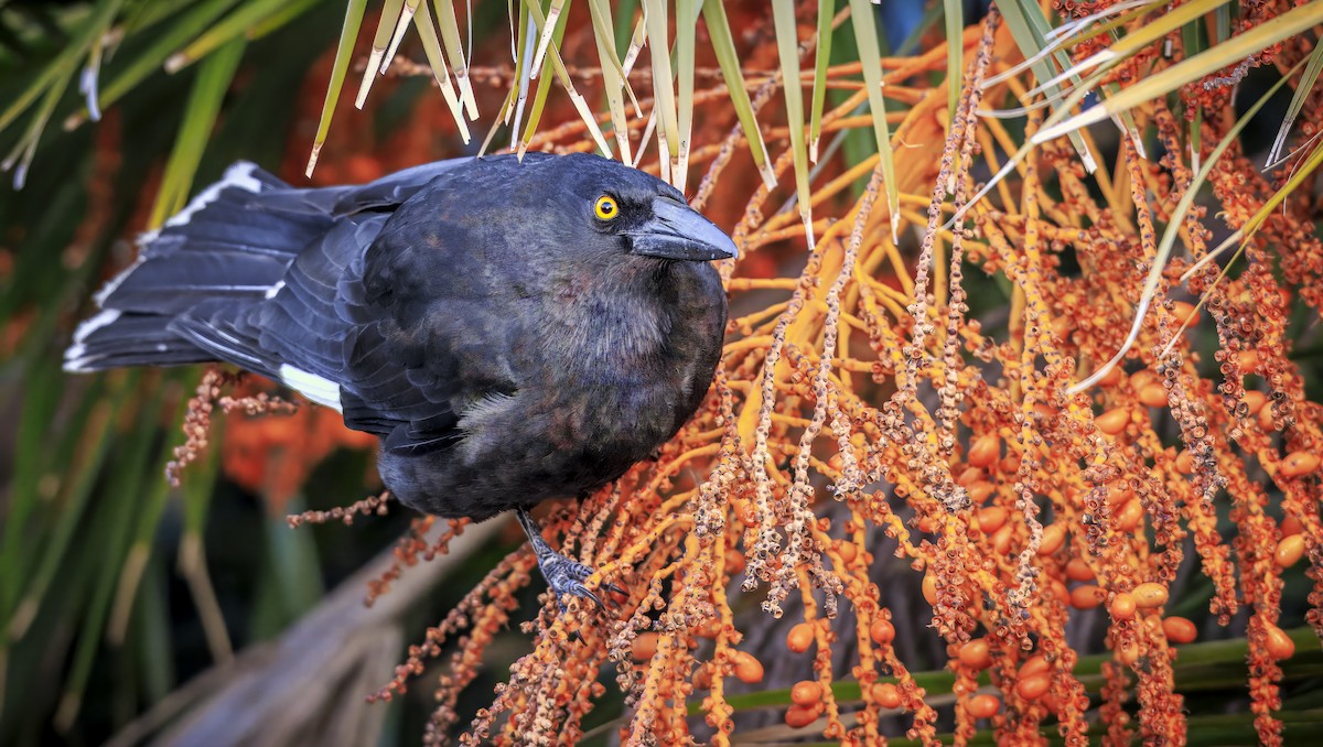 Pied Currawong - ML638601564