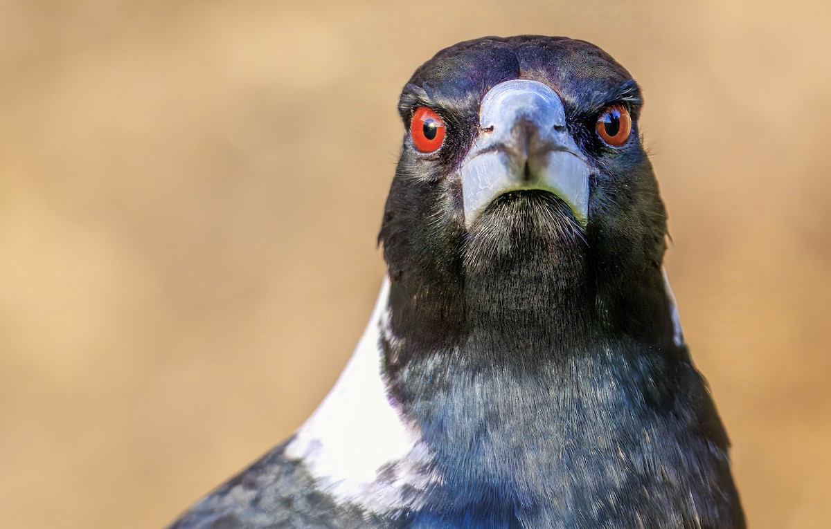 Australian Magpie - ML638601570