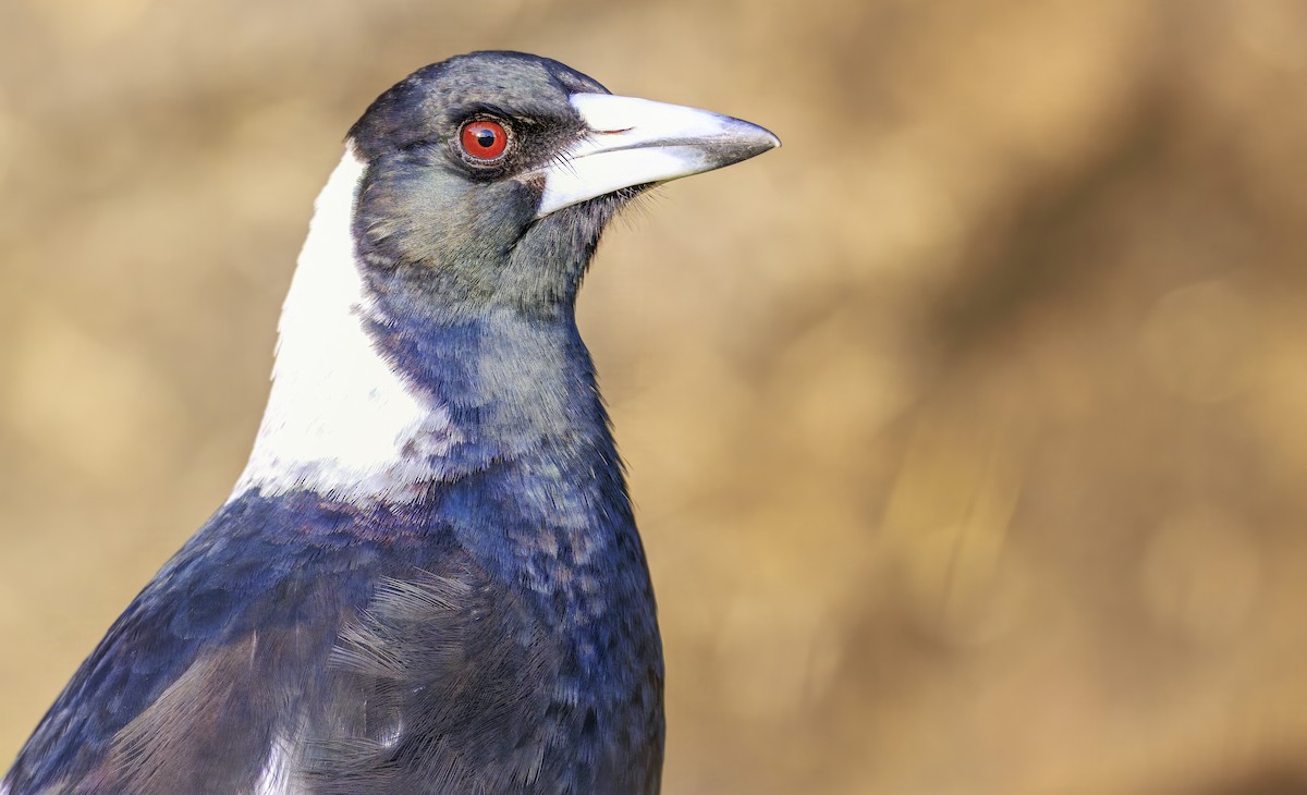 Australian Magpie - ML638601581