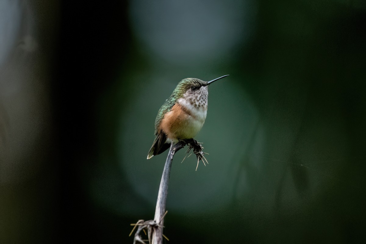Bumblebee Hummingbird - ML638601587