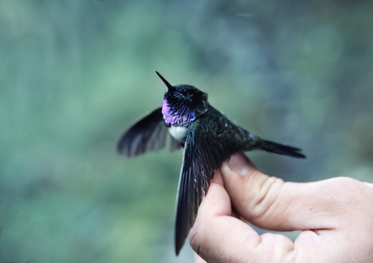 Amethyst-throated Sunangel - ML638601594