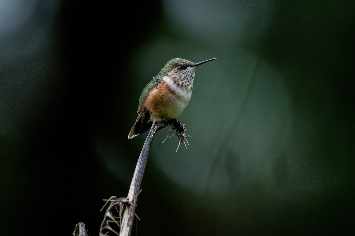 Bumblebee Hummingbird - ML638601599