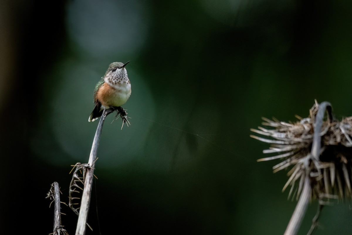 Bumblebee Hummingbird - ML638601610