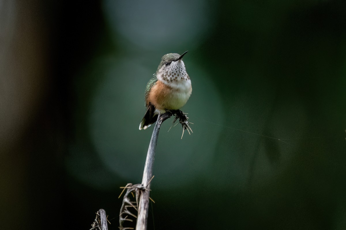 Bumblebee Hummingbird - ML638601611