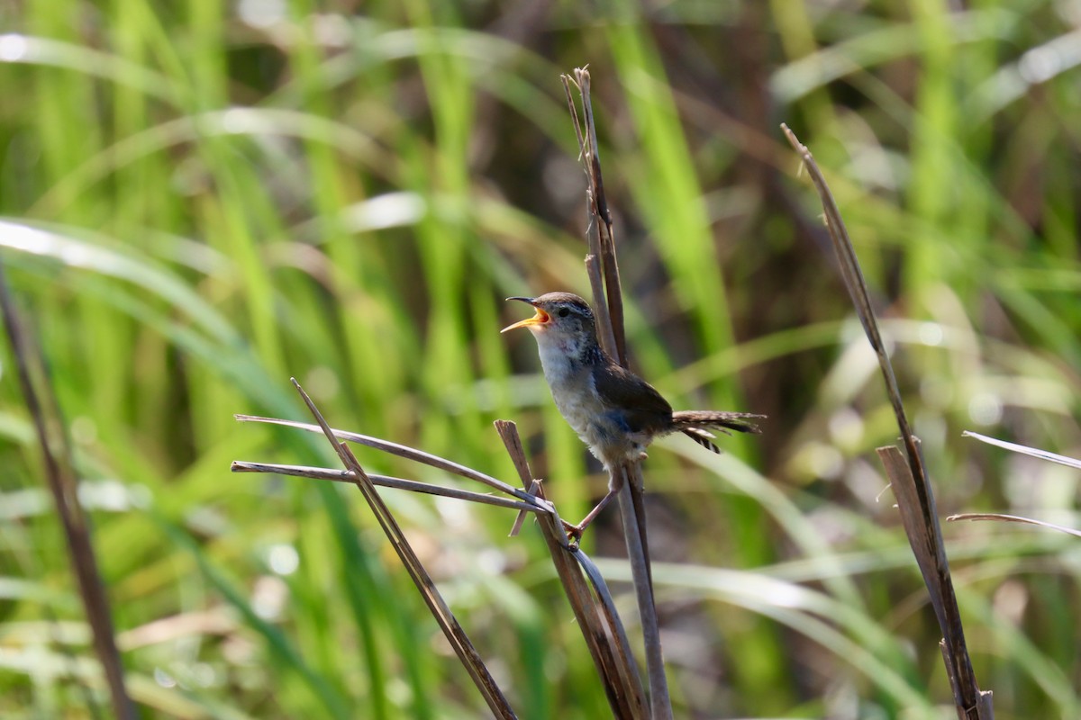 Marsh Wren - ML638601613