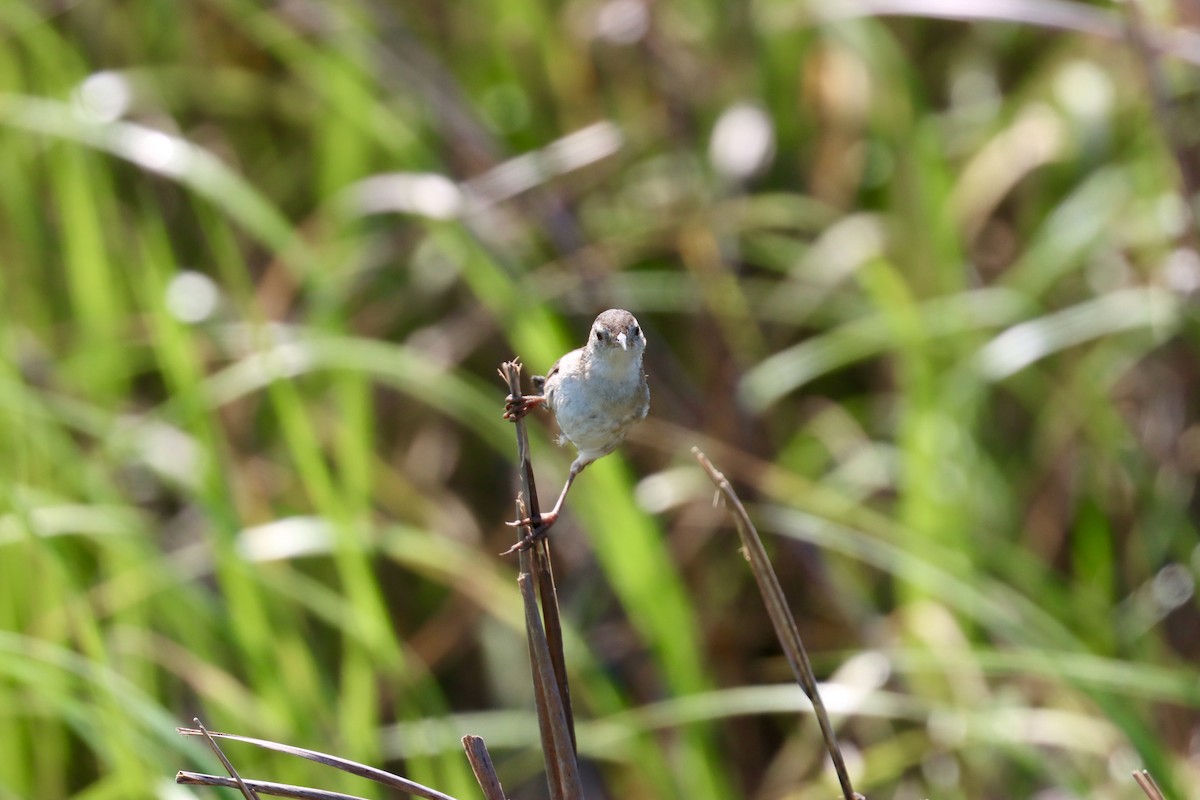 Marsh Wren - ML638601624