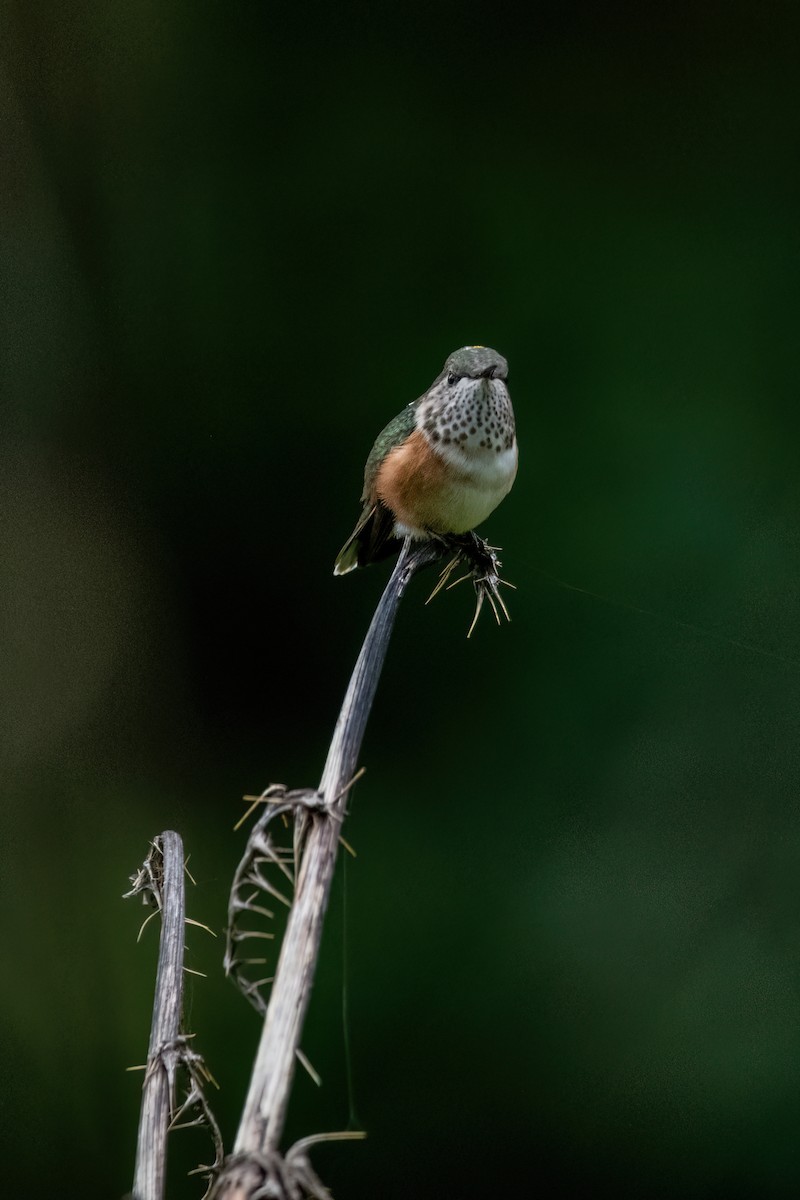 Bumblebee Hummingbird - ML638601631