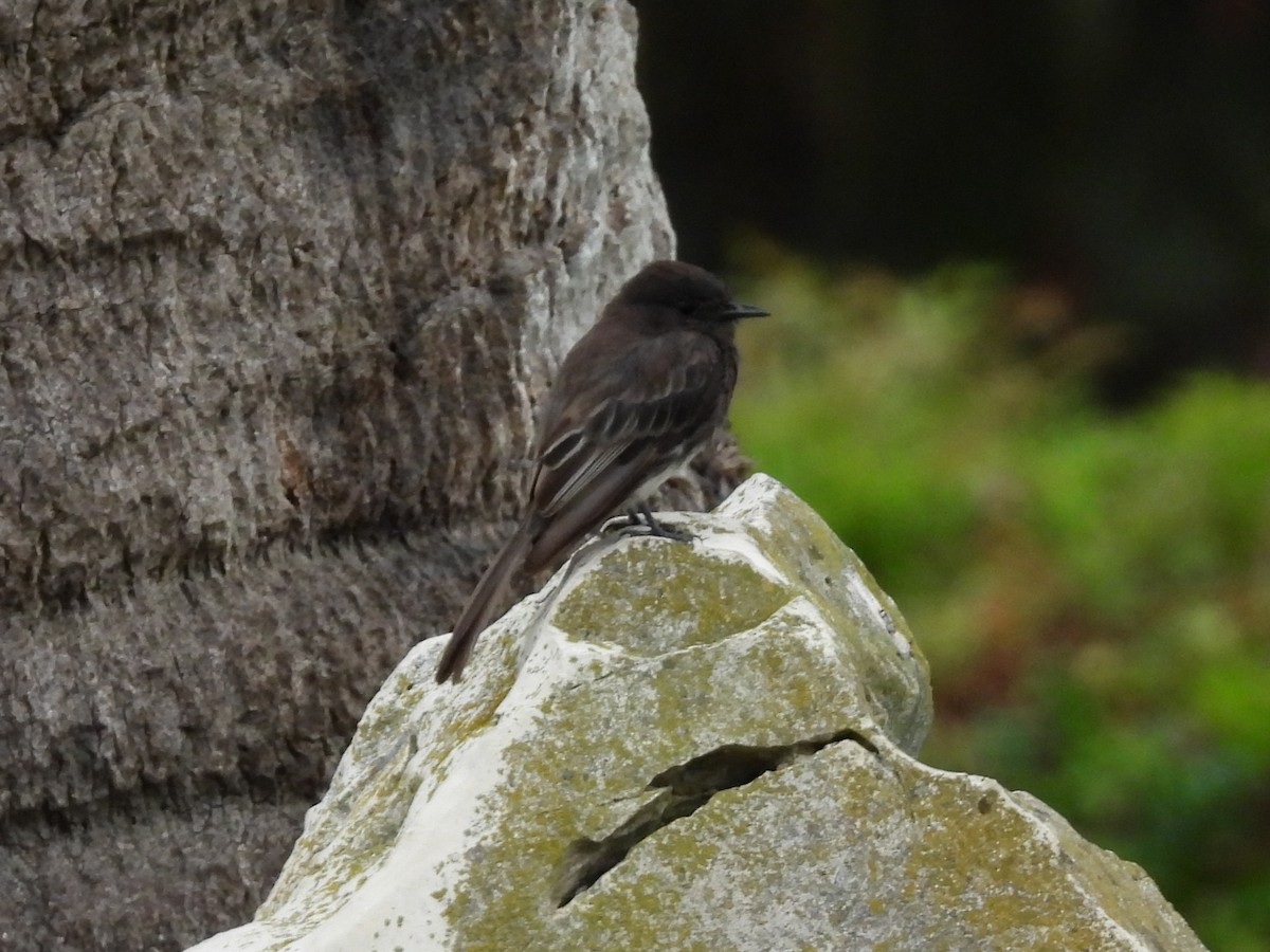 Black Phoebe - ML638601646