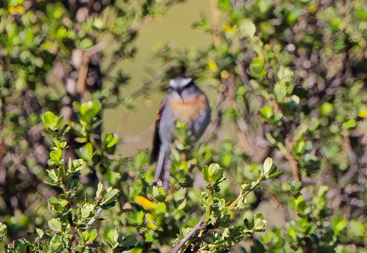 Rufous-breasted Chat-Tyrant - ML638601649