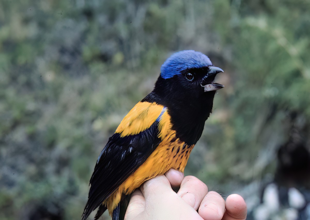 Golden-backed Mountain Tanager - ML638601655