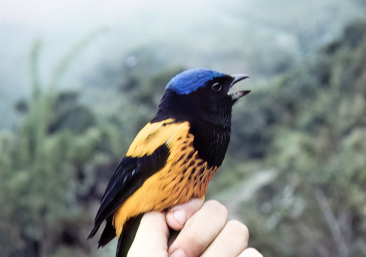 Golden-backed Mountain Tanager - ML638601656