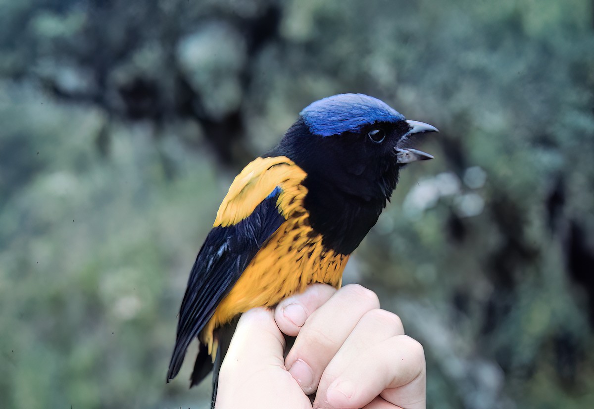 Golden-backed Mountain Tanager - ML638601658
