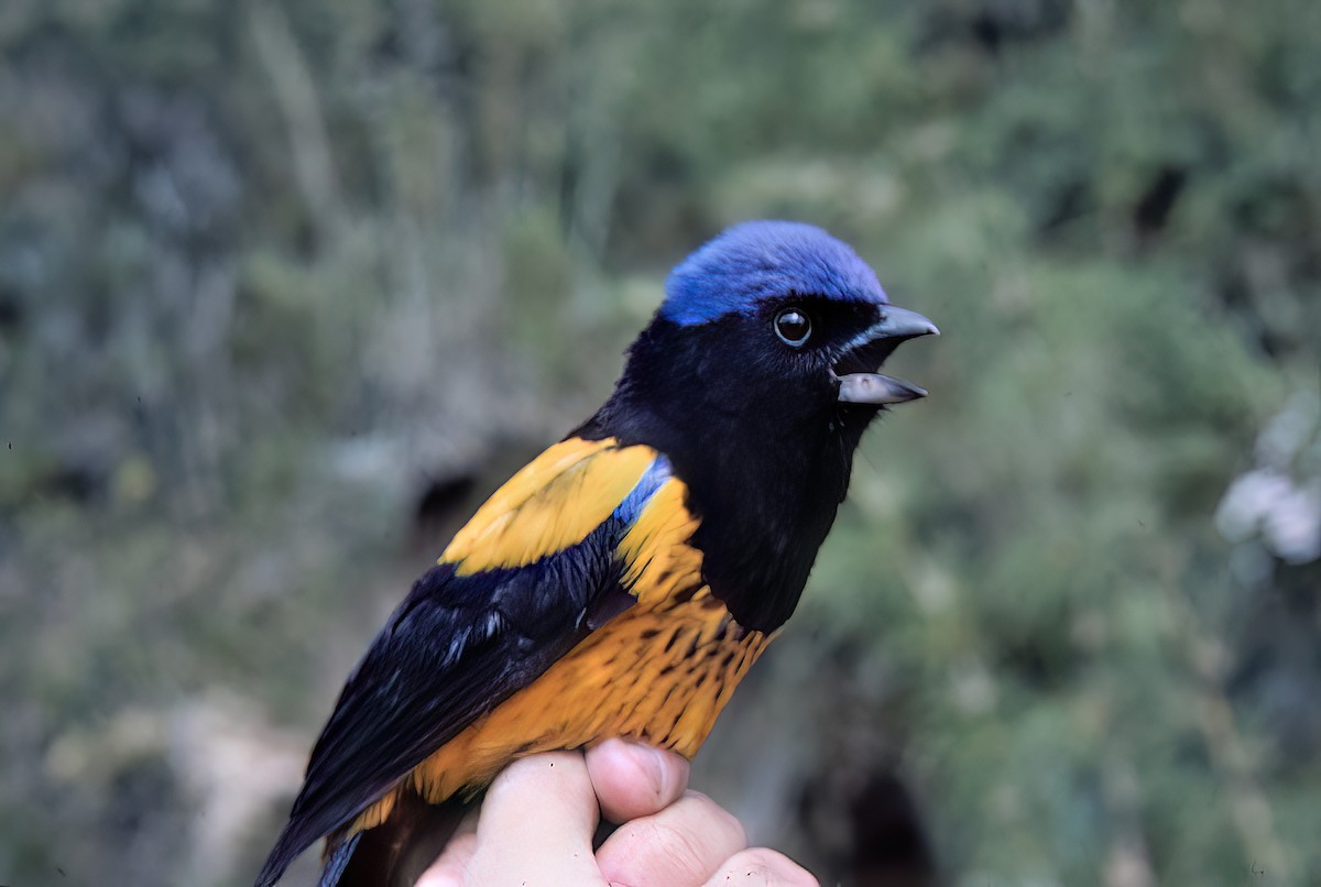 Golden-backed Mountain Tanager - ML638601659