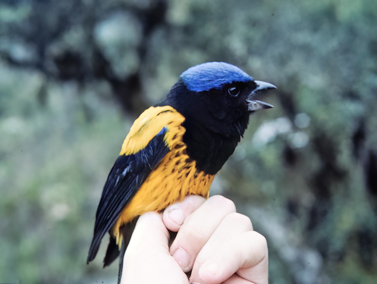 Golden-backed Mountain Tanager - ML638601660