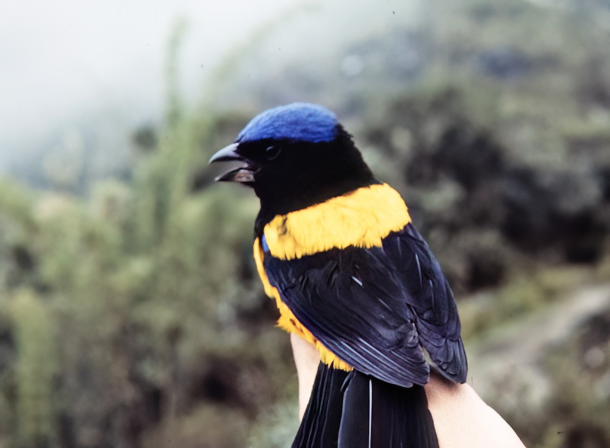 Golden-backed Mountain Tanager - ML638601661