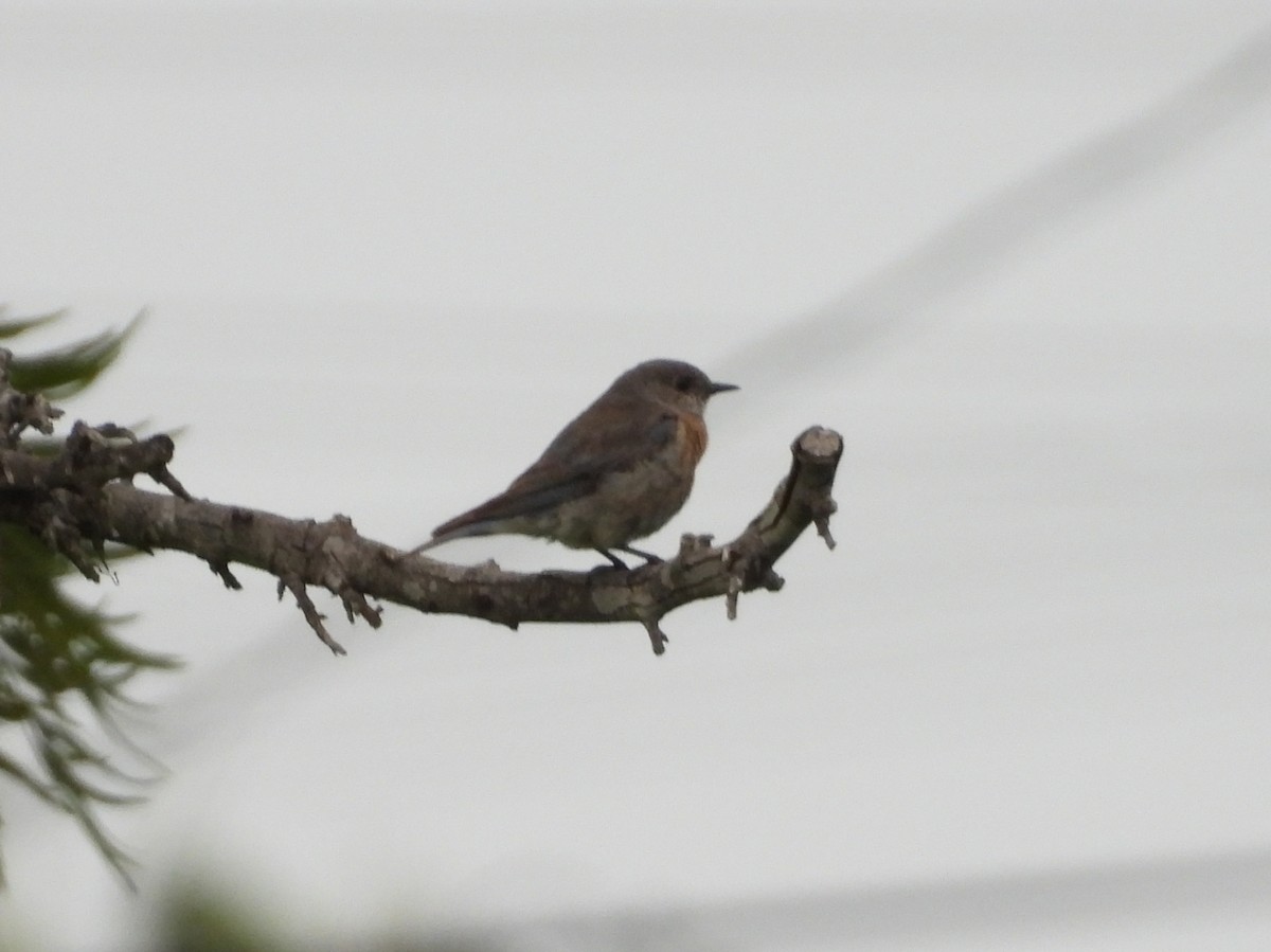 Western Bluebird - ML638601663