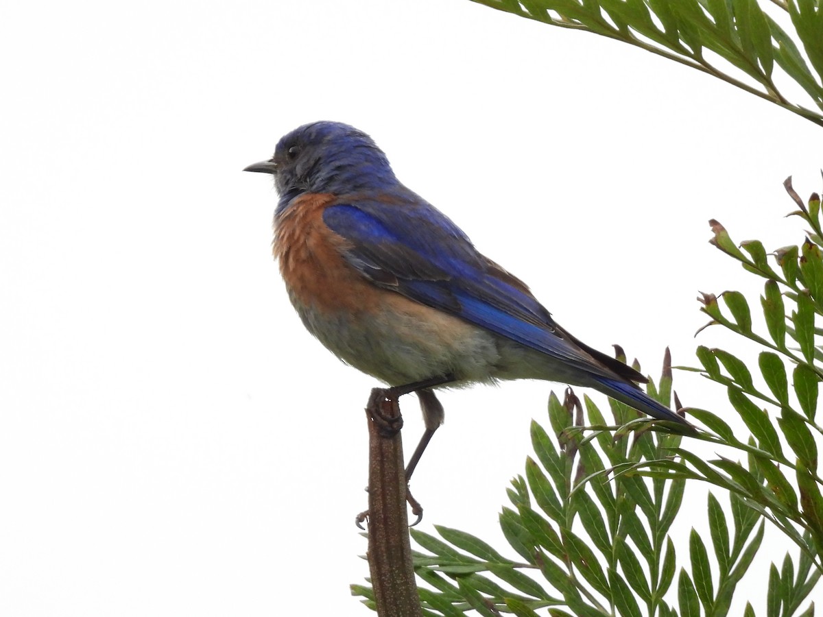 Western Bluebird - ML638601664