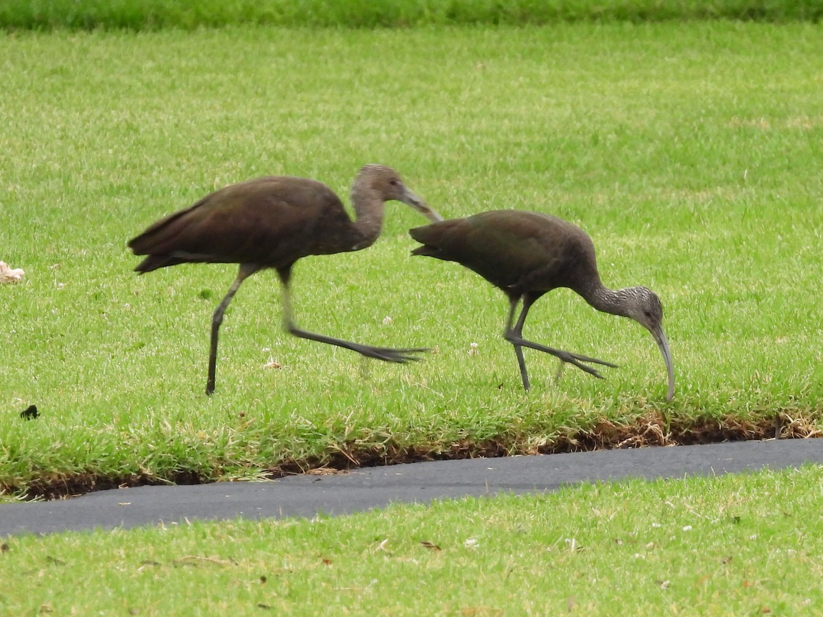 White-faced Ibis - ML638601668