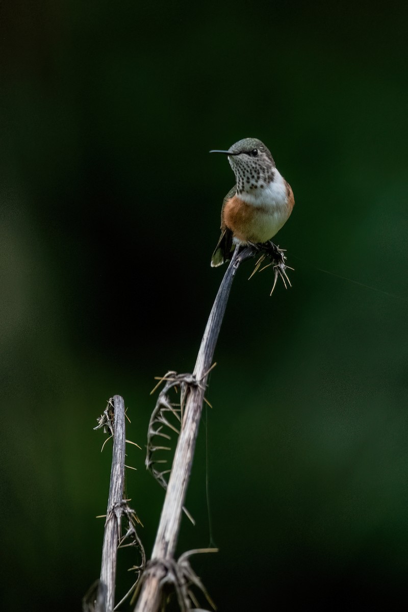 Bumblebee Hummingbird - ML638601682