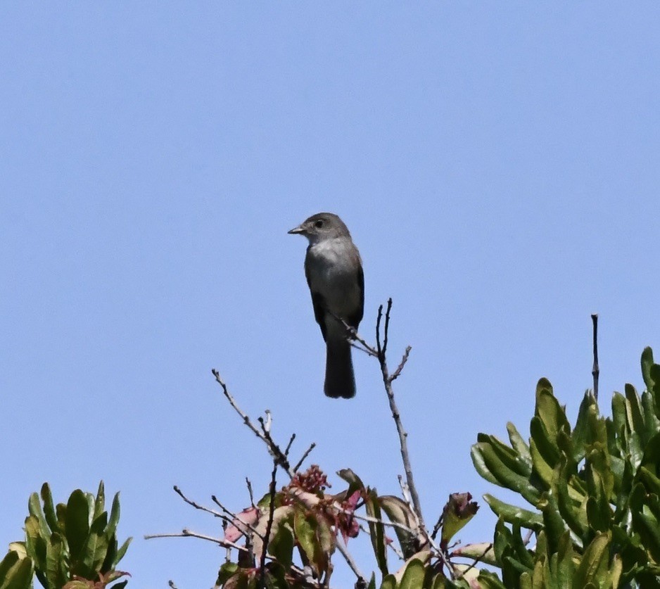 Mosquero Fibí - ML638601690