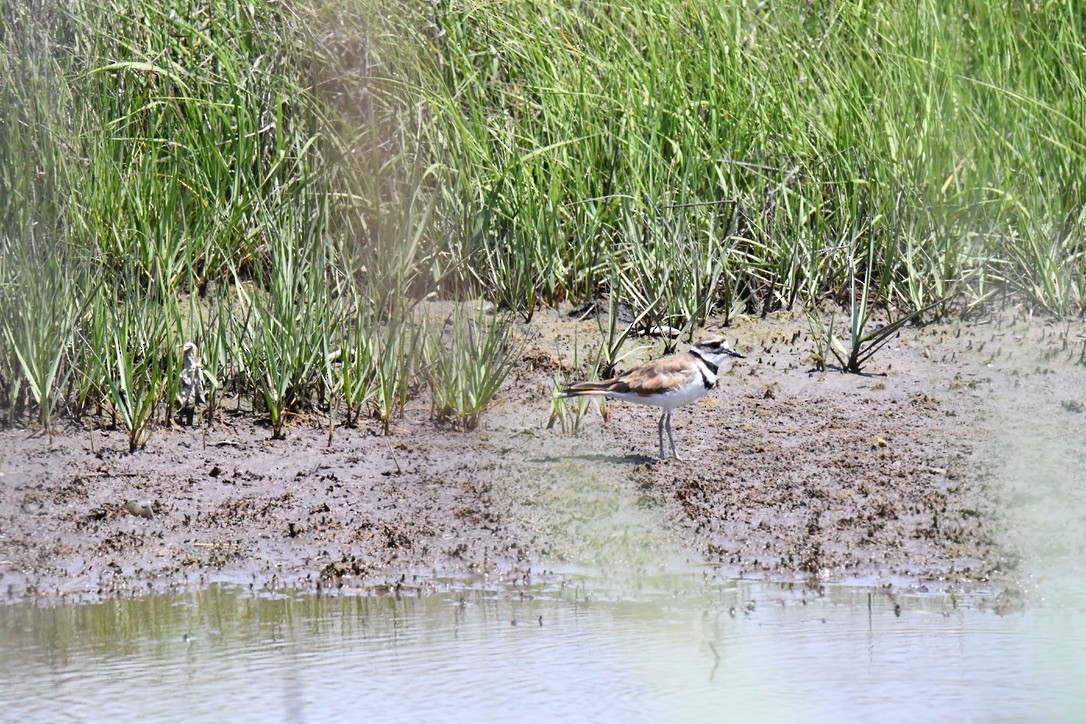 Крикливый зуёк - ML638601713