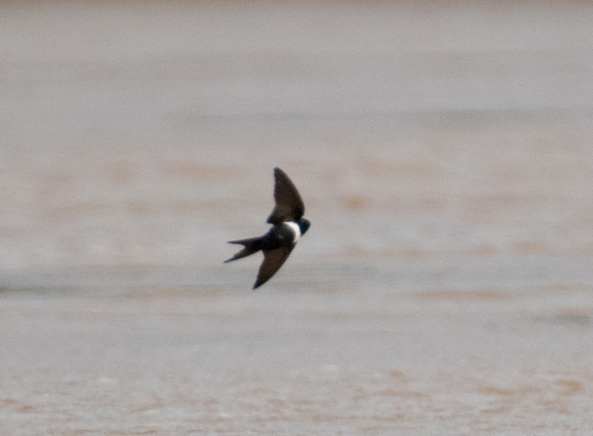 White-banded Swallow - ML638601726