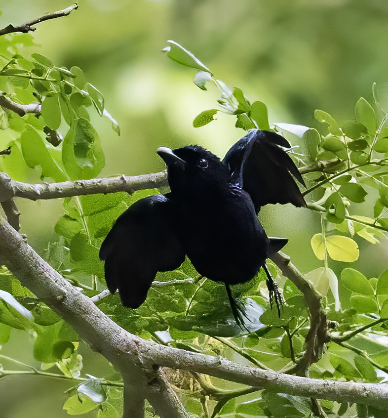 Short-tailed Drongo - ML638601738