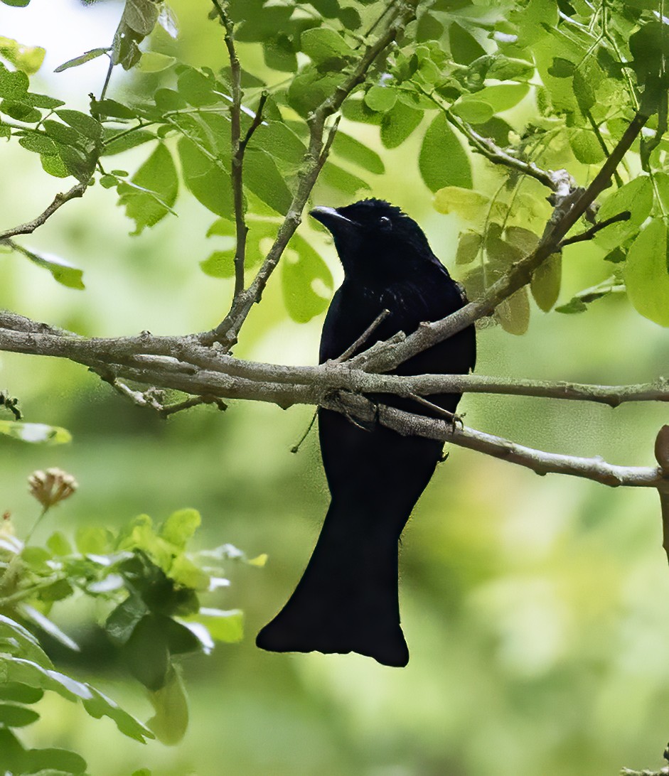 Short-tailed Drongo - ML638601741
