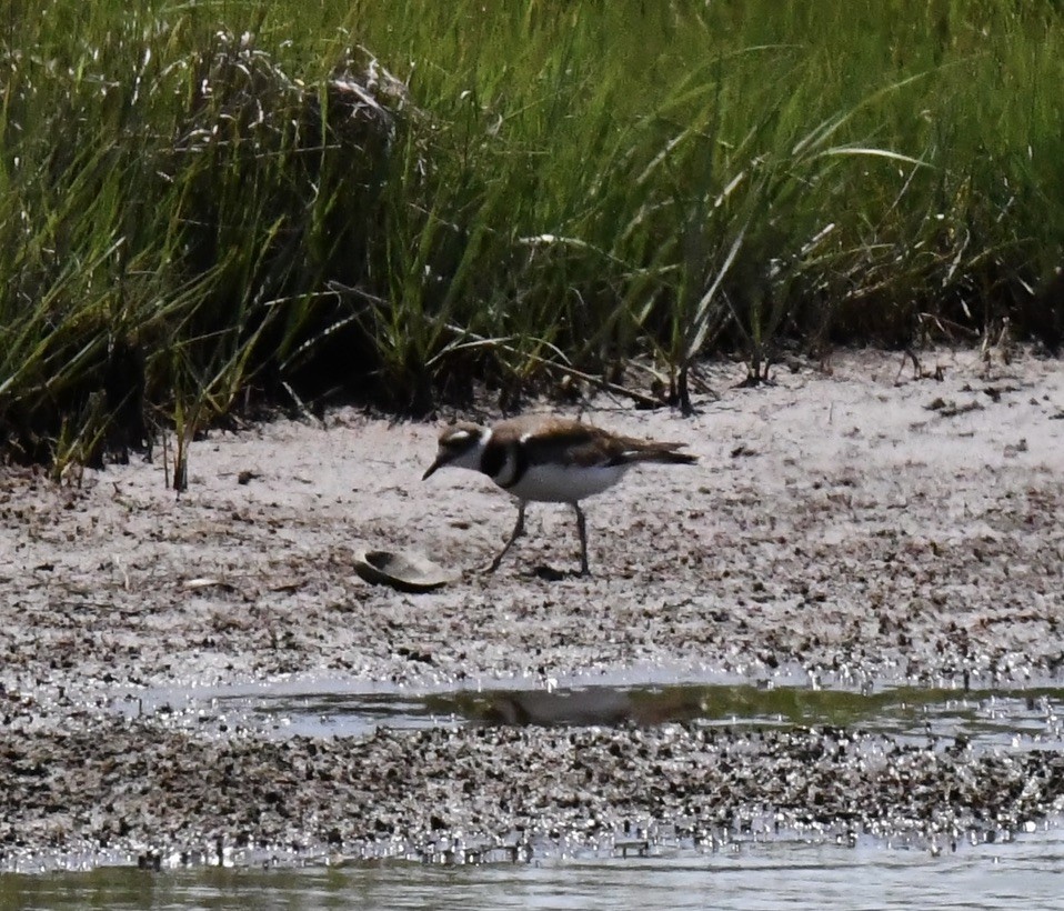 Крикливый зуёк - ML638601746