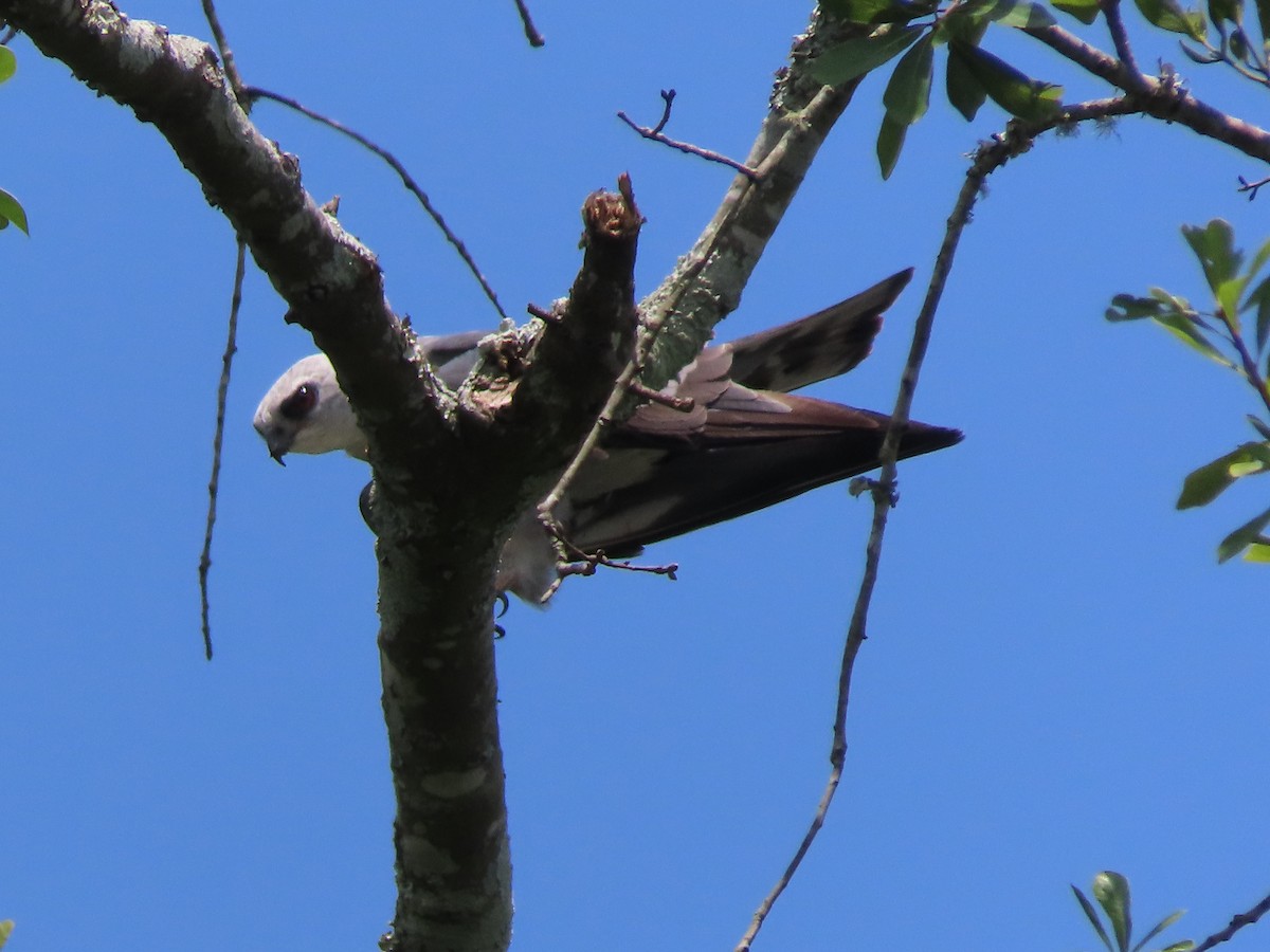 Mississippi Kite - ML638601760