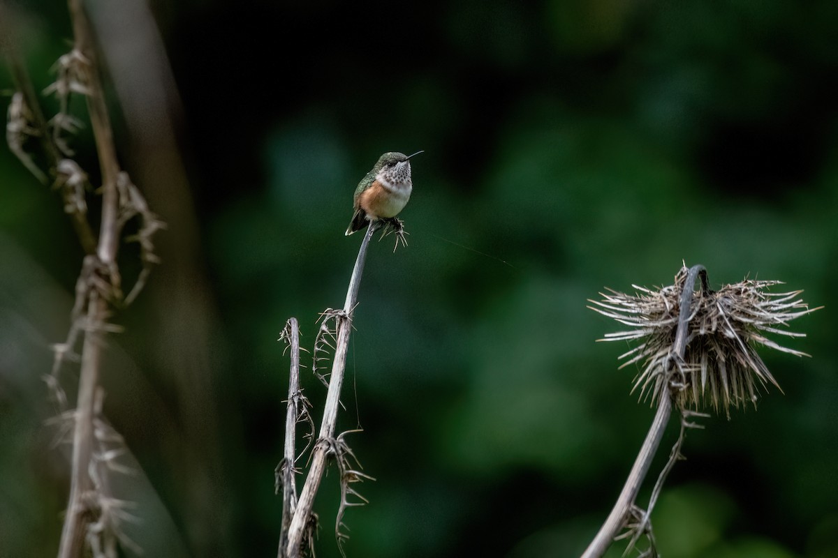 Bumblebee Hummingbird - ML638601762