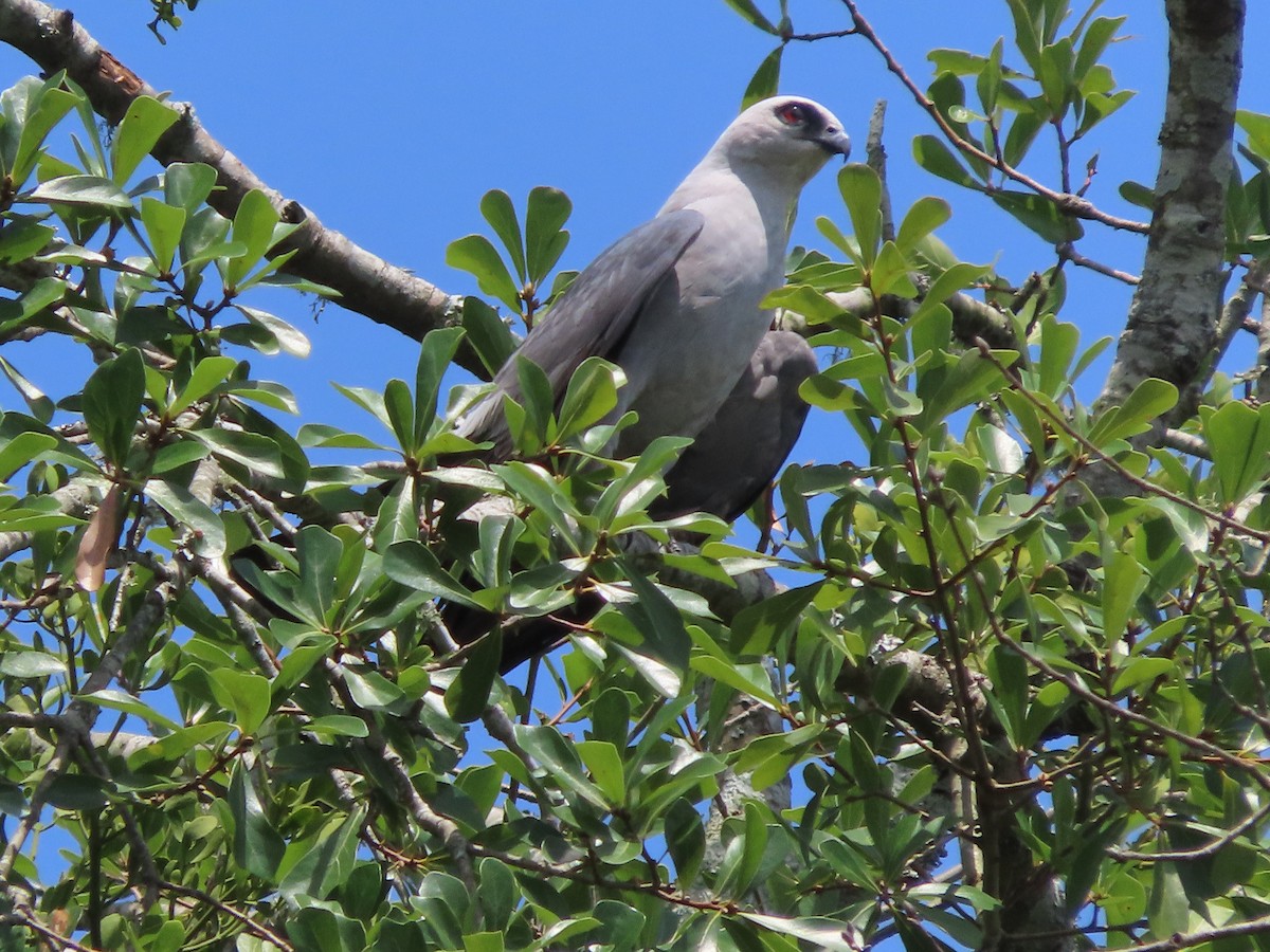 Mississippi Kite - ML638601764