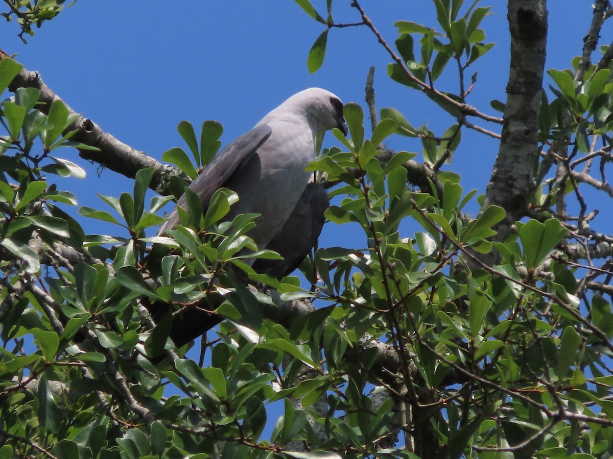 Mississippi Kite - ML638601765