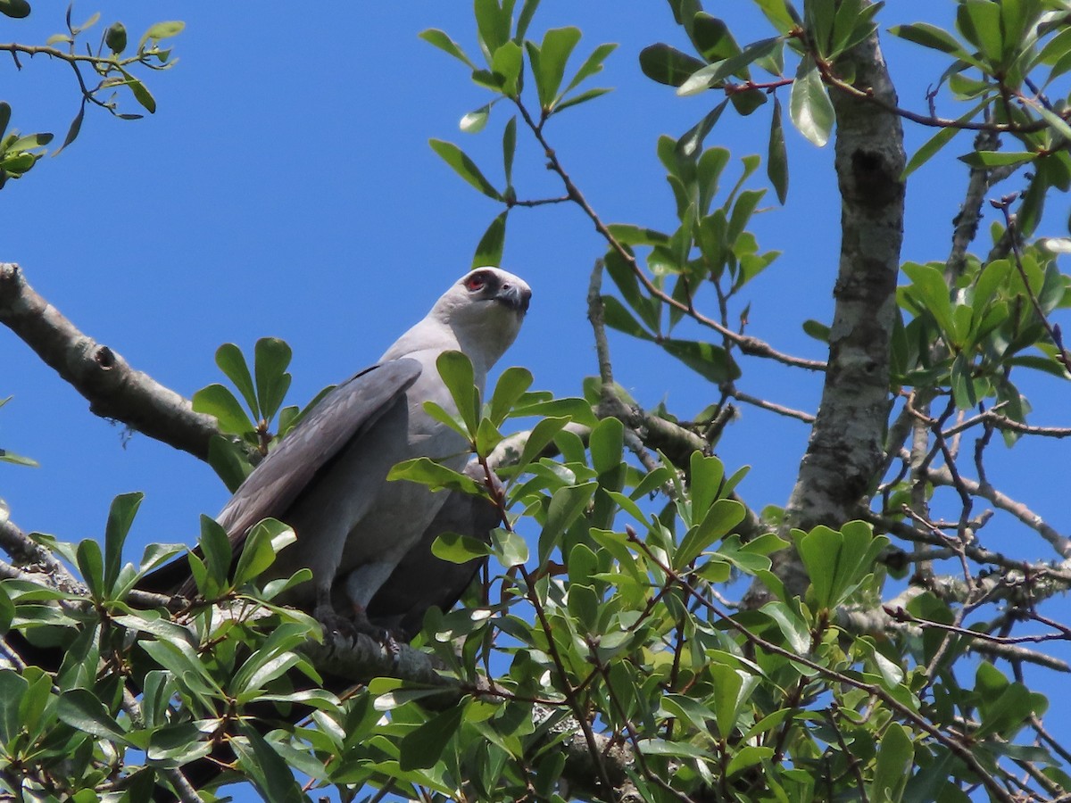 Mississippi Kite - ML638601766