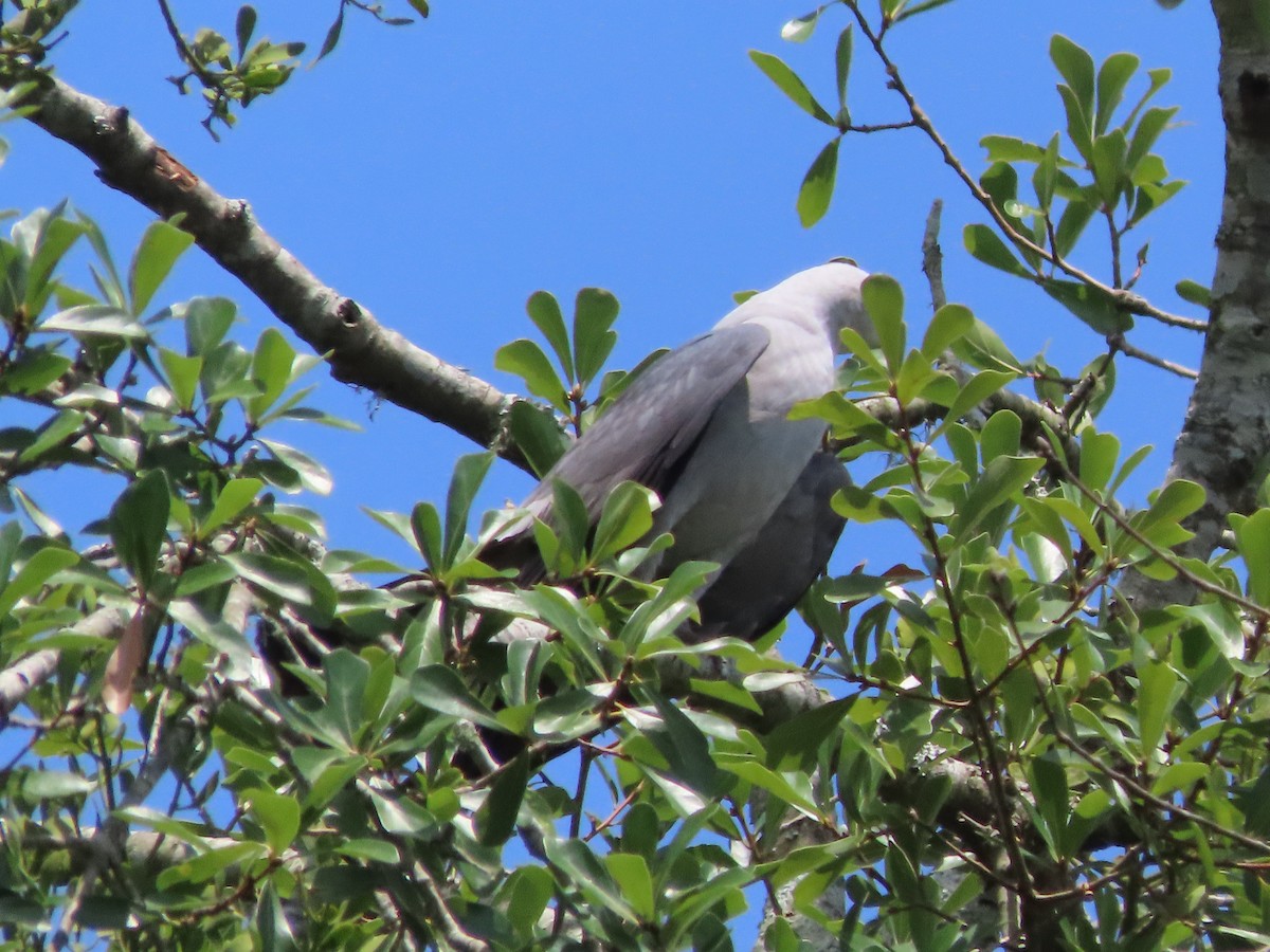 Mississippi Kite - ML638601767