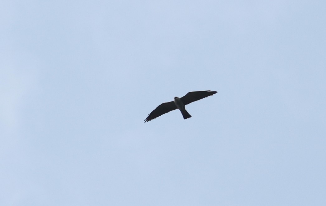 Mississippi Kite - ML638601796
