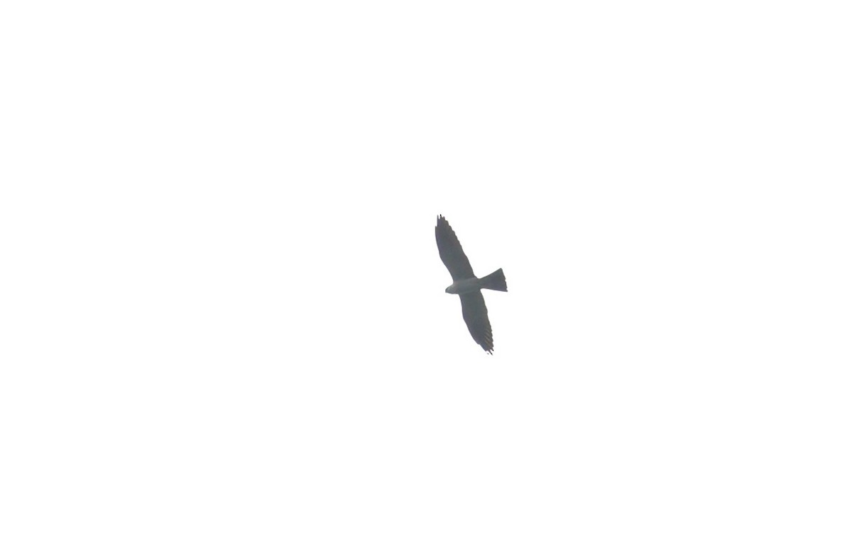 Mississippi Kite - ML638601797