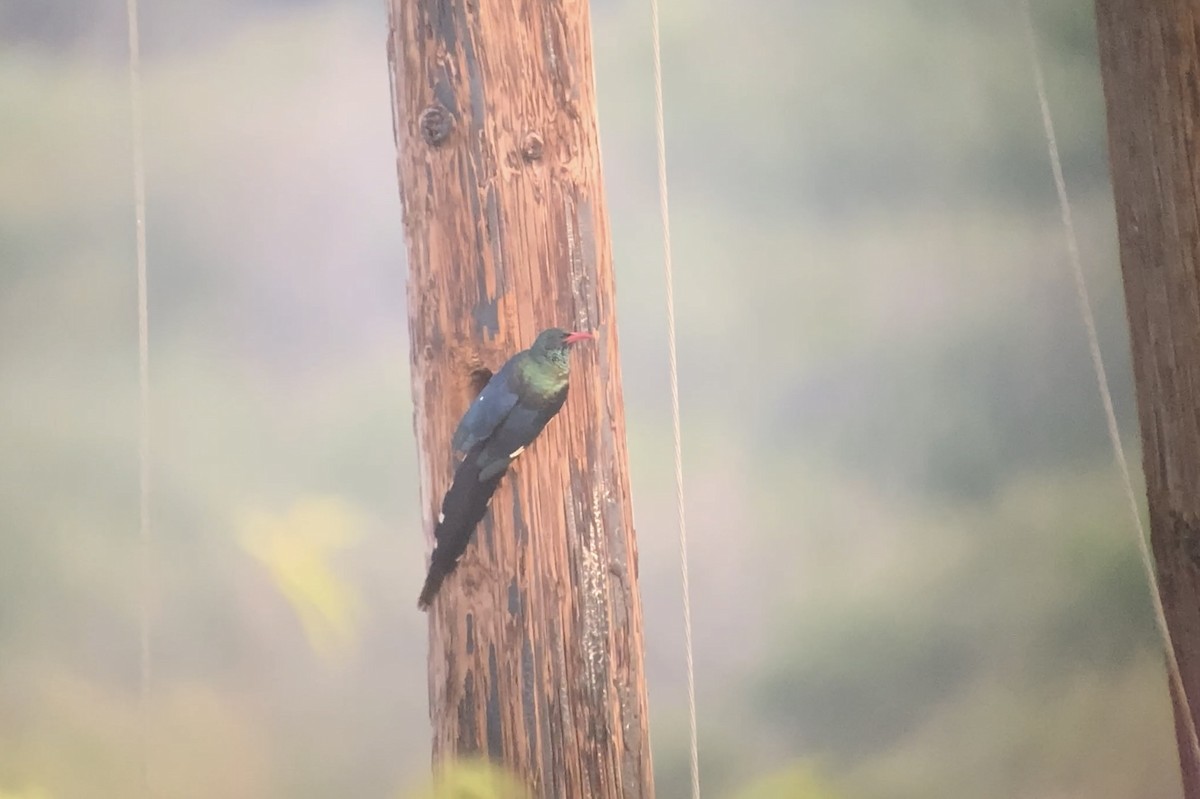 Green Woodhoopoe - ML638601802