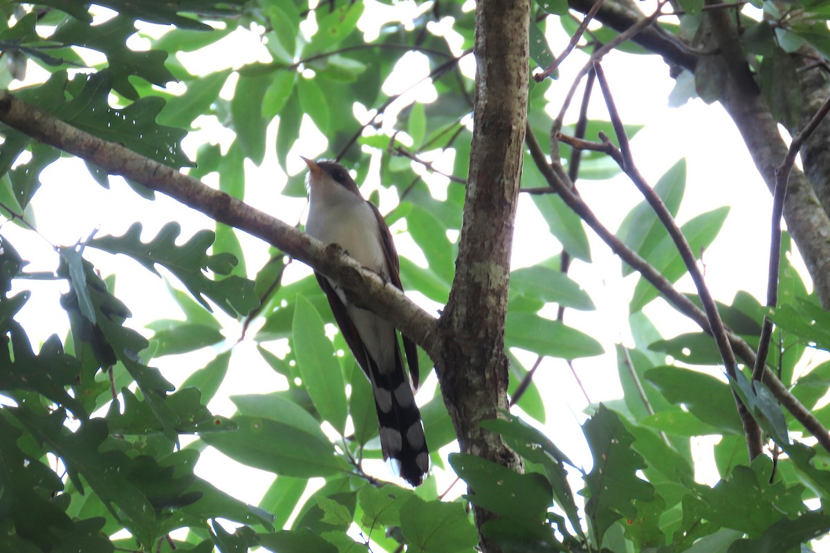 Yellow-billed Cuckoo - ML638601817