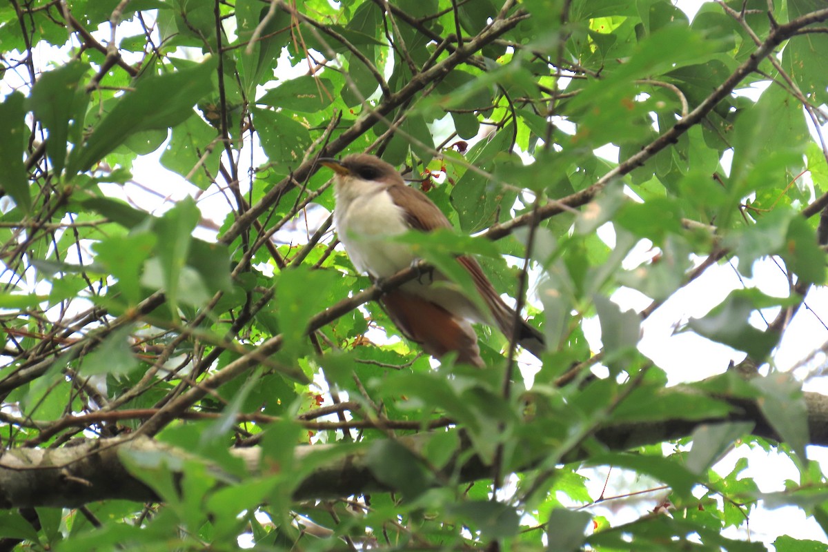 Yellow-billed Cuckoo - ML638601818