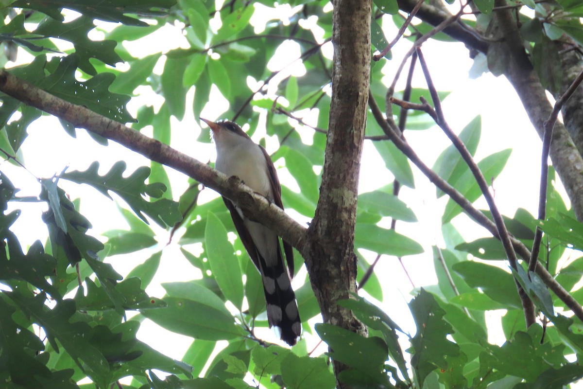 Yellow-billed Cuckoo - ML638601819