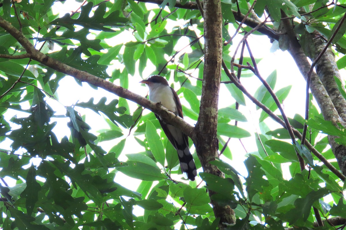 Yellow-billed Cuckoo - ML638601820