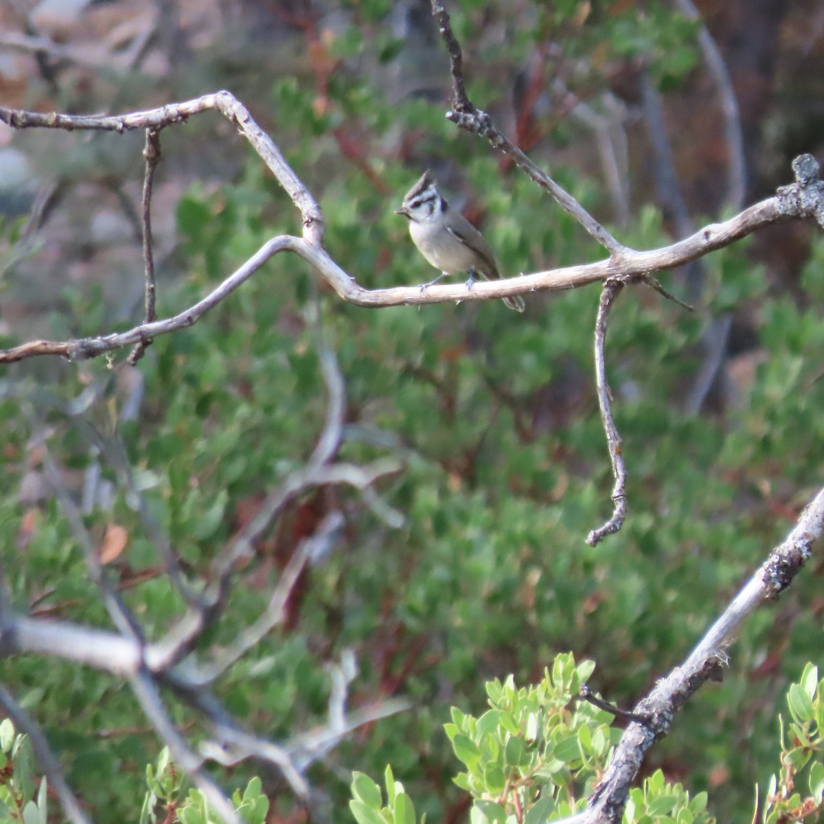 Bridled Titmouse - ML638601828