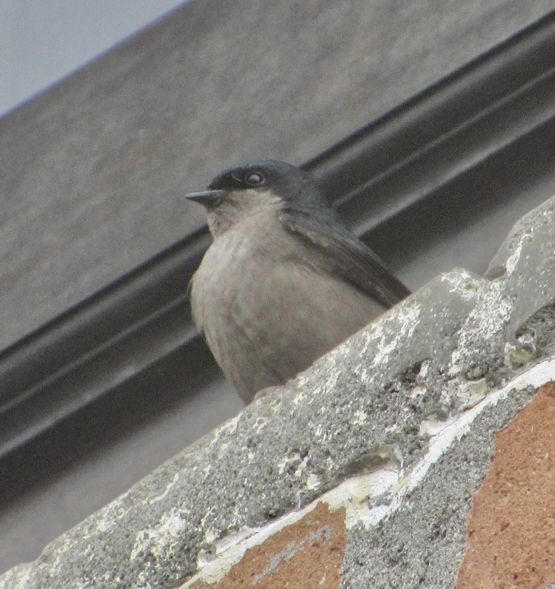 Brown-bellied Swallow - ML638601831