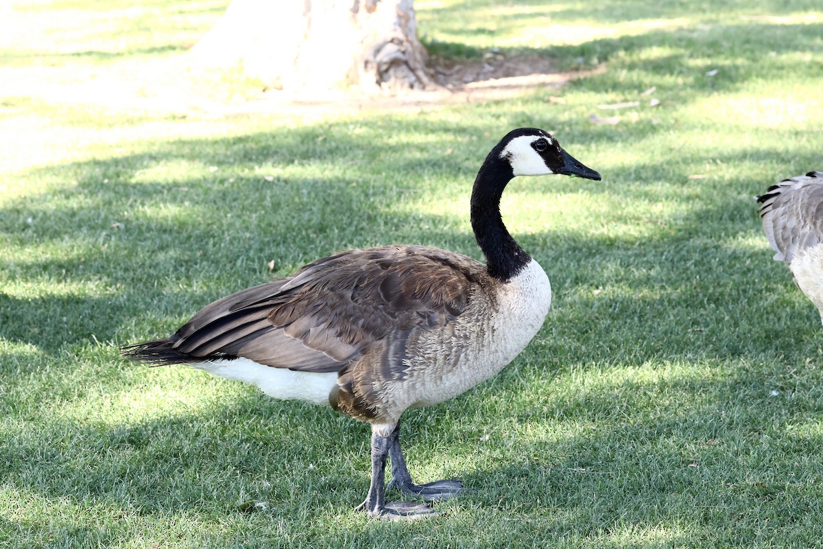 Canada Goose - ML638601833