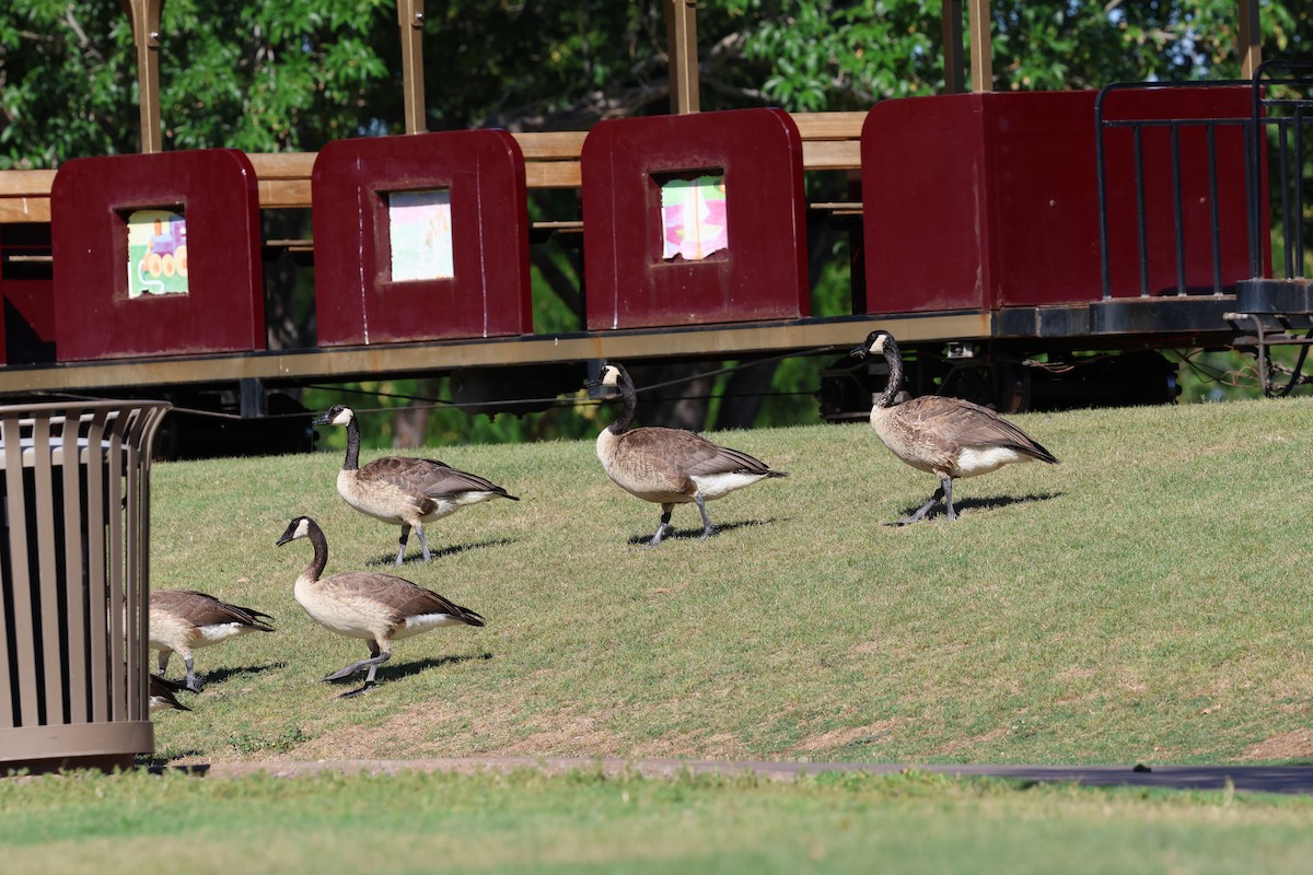 Canada Goose - ML638601834