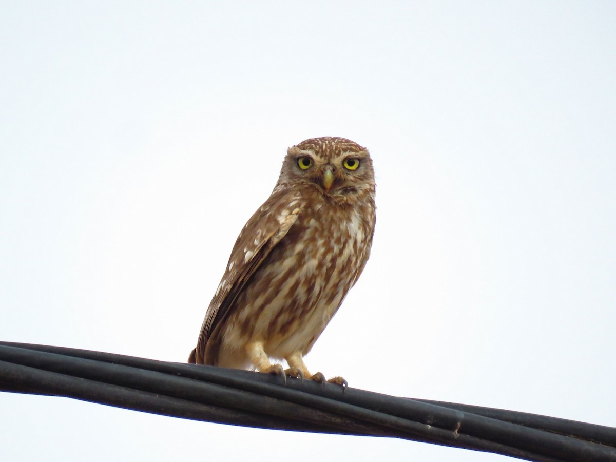 Mochuelo Europeo - ML638601871