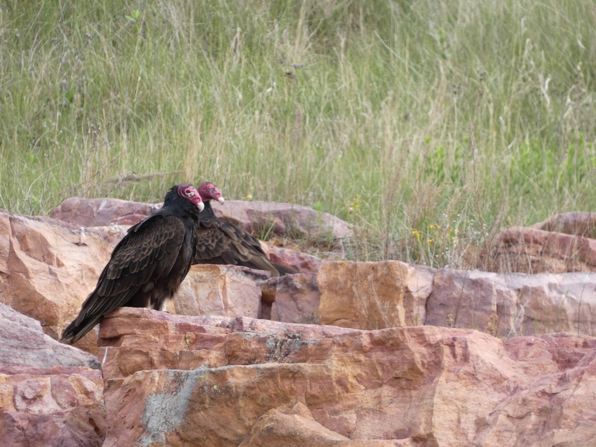 Turkey Vulture - ML638601878
