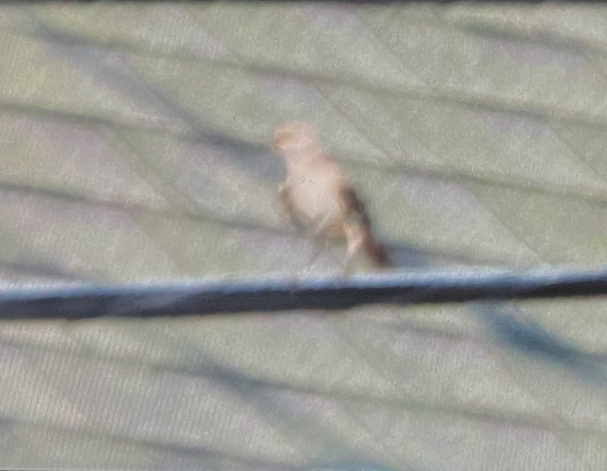 Northern Mockingbird - ML638601962