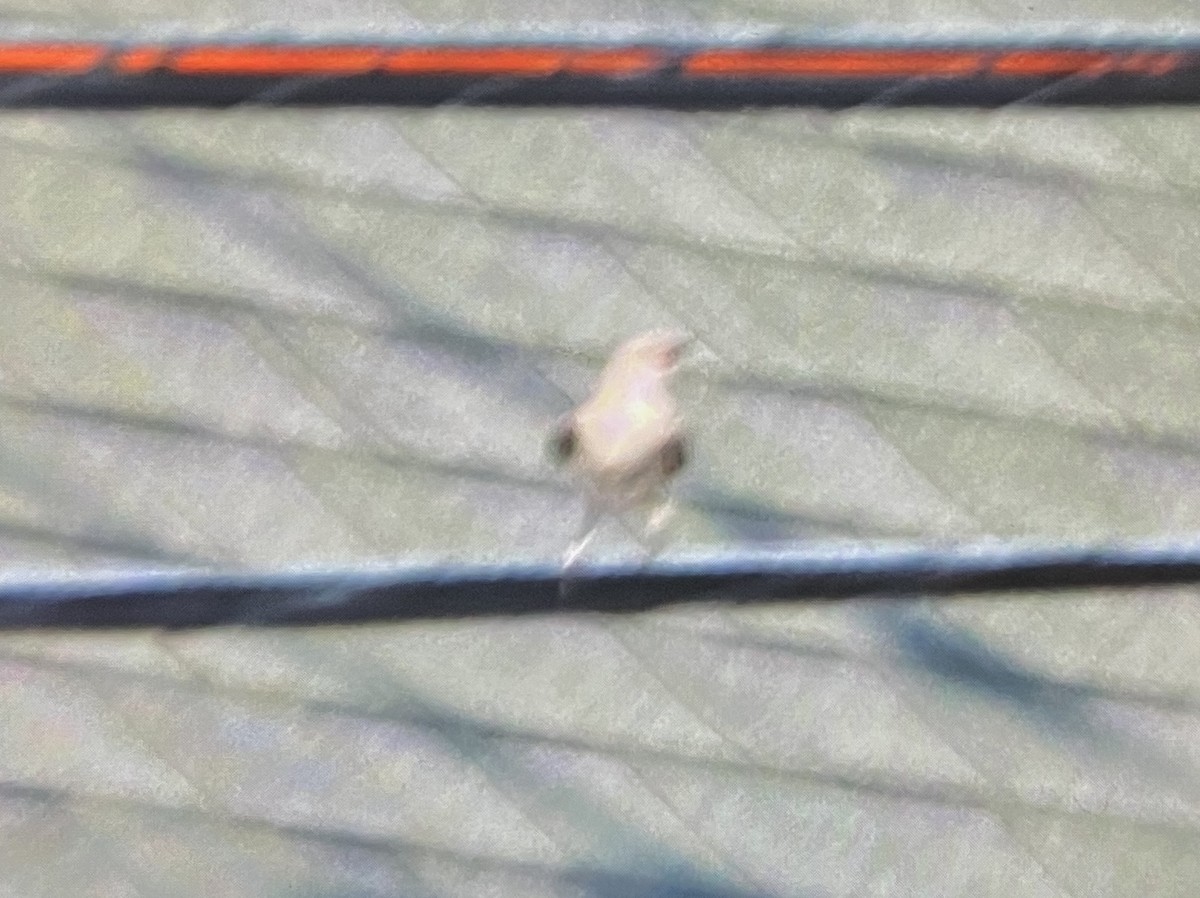 Northern Mockingbird - ML638601963